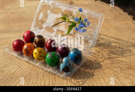 Uova di quaglia pasquale dai colori vivaci dipinte con colori arcobaleno in scatola di plastica per uova e un ciuffo di fiore dimenticato-me-non, su sfondo beige di felli Foto Stock