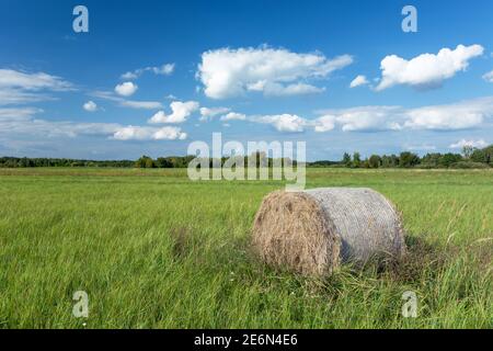 Balla di fieno che giace in erba verde nel prato Foto Stock