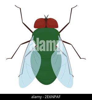 Cartoon verde mosca isolato su sfondo bianco. Illustrazione di insetto del vettore Illustrazione Vettoriale