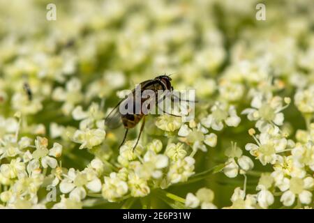 Le vespe di miele stanno foraging nell'essenza orticulturale. Ape piccola che ha un pungiglione pericoloso Foto Stock