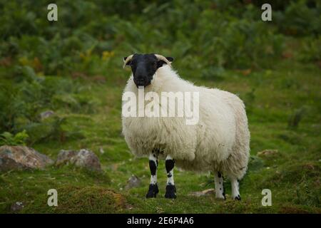 Scottish blackface ovini Foto Stock