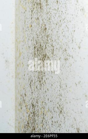 Primo piano di muffa che cresce su una parete Foto Stock