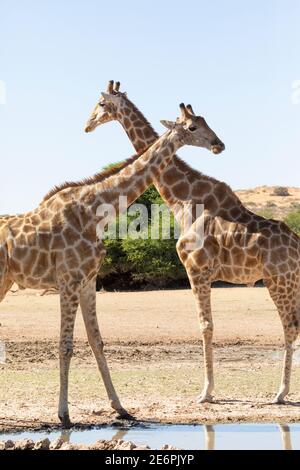 Capo o Giraffe sudafricano (Giraffa camelopardalis giraffa) coppia al waterhole, Kgalagadi TransFrontier Park, Kalahari, Capo del Nord, Sud Africa Foto Stock