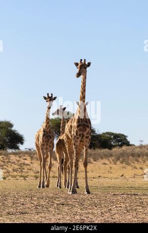 Capo o Giraffe sudafricano (Giraffa camelopardalis giraffa) giovani giraffe che si allinea in un buco d'acqua per il loro turno di bere, Kgalagadi Transfrontie Foto Stock