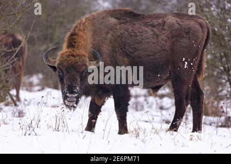 Bisonte europeo nella bellissima foresta bianca durante l'inverno Foto Stock