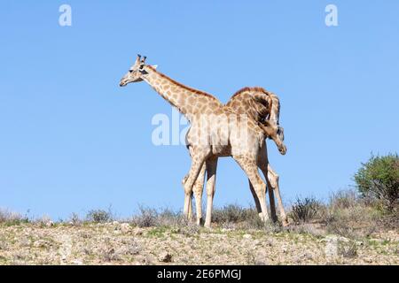 Capo o Giraffe sudafricano (Giraffa camelopardalis giraffa) coppia di riproduzione in mostra di accoppiamento su duna rossa, Kgalagadi TransFrontier Park, Kalahari, n. Foto Stock
