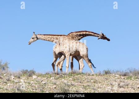 Coppia di Cape o Giraffe sudafricane (Giraffa camelopardalis giraffa) in esposizione di accoppiamento sullo skyline delle dune rosse, Kgalagadi Tranfrontiera Park, Kalahari, Foto Stock