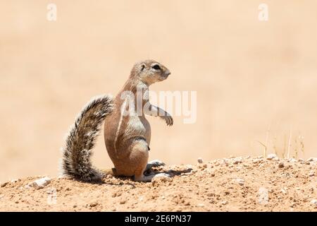 Capo / Sud Africa Ground Squirrel (Xerus inauris) femmina su dune di sabbia rossa Kgalagadi Tranfrontiera Park, Kalahari, Capo del Nord, Sud Africa Foto Stock