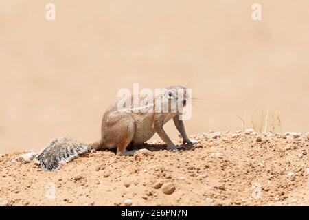 Curious Cape / South African Ground Squirrel (Xerus inauris) Kgalagadi TransFrontier Park, Kalahari, Capo del Nord, Sud Africa Foto Stock