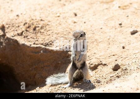 Baby Cape / South African Ground Squirrel (Xerus inauris) Kgalagadi Tranfrontalier Park all'ingresso della burrow, Kalahari, Capo del Nord, Sud Africa Foto Stock