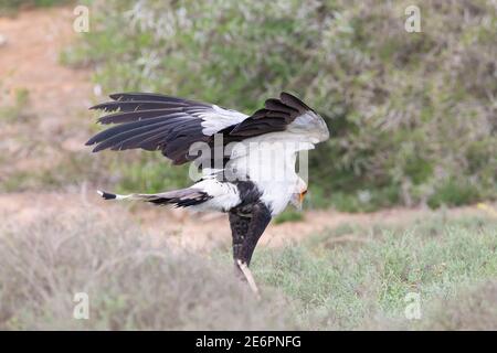 Secretarybird o Segretario Bird (Sagittario serpentarius) stampigliando su prede di serpente invisibili in erba, Addo Elephant National Park, Capo Orientale, Sud AF Foto Stock