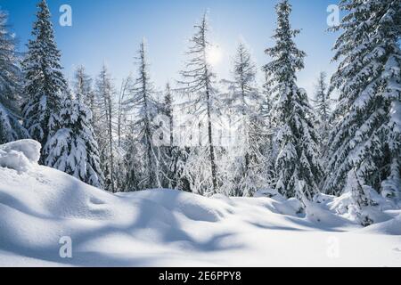 Splendido paesaggio alpino in inverno. Fantastica mattina gelida nella foresta. Pinete innevate sotto la luce del sole. Magnifica e silenziosa giornata di sole Foto Stock