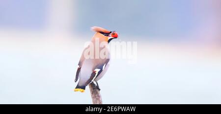 Uccello Boemo waxwing Bombycilla garrulus alimentazione sul ramo di rowan. Primo piano ritratto di un bellissimo uccello con bacca di frassino in becco. Festa Natale anima Foto Stock