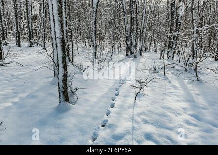 Inverno sera foresta e il percorso della bestia solitaria Foto Stock