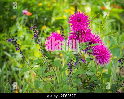 Les Jardins de Monet à Giverny - Giardino di Monet - Casa e giardini di giglio d'acqua dell'artista francese Claude Monet a Giverny, Francia Foto Stock