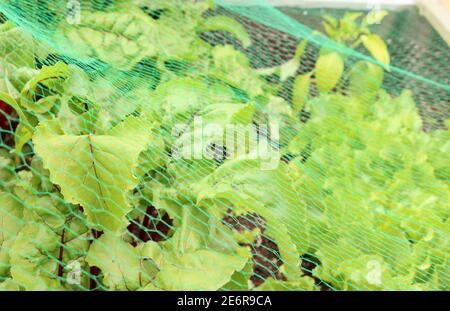 Piante erbacee rialzate con frutteto fresco e varie altre verdure, protette da una rete di uccelli e insetti Foto Stock
