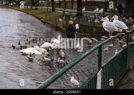 Musselburgh, East Lothian, Scozia, Regno Unito, 29 gennaio 2021. Regno Unito Meteo: La pioggia provoca l'aumento del fiume Esk e la fauna selvatica che viene nutrita. La pioggia pesante, di cui si prevede di più durante il fine settimana, si traduce in un fiume gonfio, con il livello dell'acqua quasi fino alla cima della riva del fiume. Una donna nutre l'avifauna locale, comprese le oche, i cigni e i gabbiani canadesi, nonostante i vicini avvisi che consigliano alle persone di non sfamare gli uccelli acquatici Foto Stock