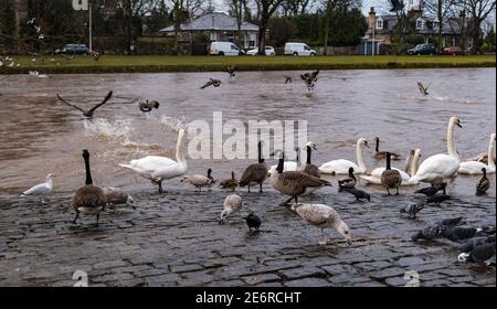 Mutes cigni (Cygnus olor), oche canadesi (Branta canadensis) e piccioni sul lungofiume, fiume Esk, Musselburgh, East Lothian, Scozia, REGNO UNITO Foto Stock