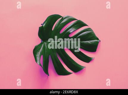 Foglia di Monstera isolata su sfondo rosa Foto Stock