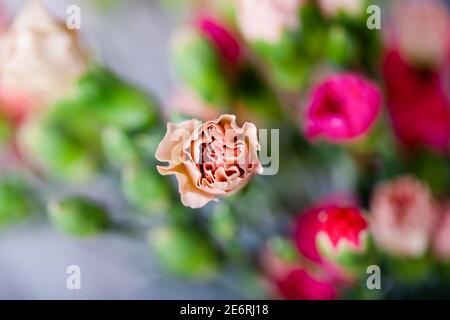 Un po' di colore rosa del tè garofano su sfondo verde sfocato Foto Stock