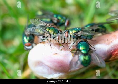 Greenbottle [Lucilia caesar] su un cickenbone. REGNO UNITO. Foto Stock