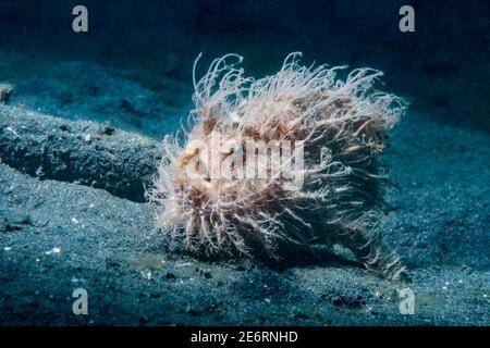 Con striping o rana pescatrice pelose [Antennarius striatus]. Lembeh strait, Nord Sulawesi, Indonesia. Foto Stock