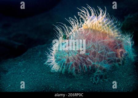 Con striping o rana pescatrice pelose [Antennarius striatus]. Lembeh strait, Nord Sulawesi, Indonesia. Foto Stock