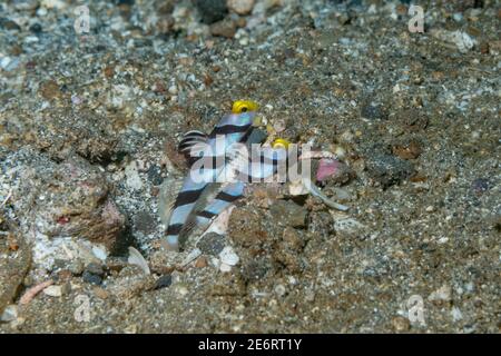 Shampgoby [Stonogobiops xanthorhinica]. Lembeh Strait, Sulawesi del Nord, Indonesia. Foto Stock