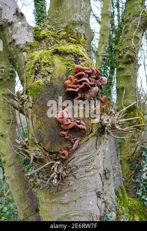 Auricularia auricula-judae, conosciuto come l'orecchio dell'ebreo, l'orecchio del legno o il fungo dell'orecchio della gelatina, o funghi, che crescono su un tronco dell'albero, Inghilterra, Regno Unito Foto Stock