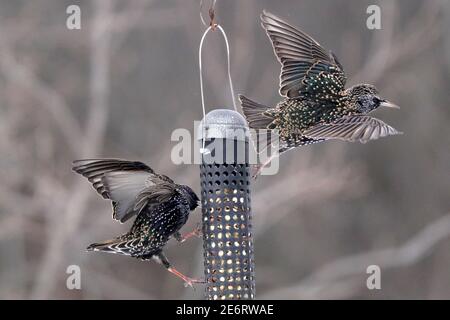 Starlings che combattono a mezz'aria intorno a birdfeeder Foto Stock