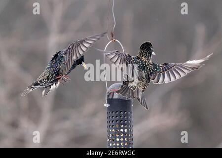 Starlings che combattono a mezz'aria intorno a birdfeeder Foto Stock