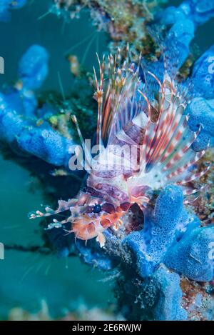 Pesce leone zebra [Dendrochirus zebra] appollaiato su una spugna. Lembeh Strait, Sulawesi del Nord, Indonesia. Foto Stock