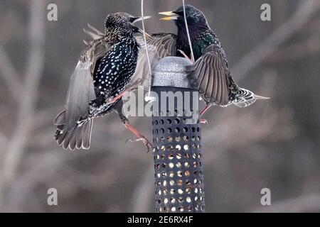 Starlings che combattono a mezz'aria intorno a birdfeeder Foto Stock