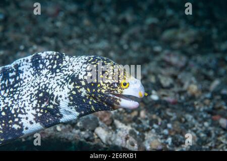 Anguilla di fiocco di neve [Echidna nebuulosa]. Lembeh Srait, Sulawesi del Nord, Indonesia. Foto Stock