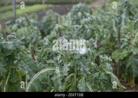 Gelo invernale su un Crop di Home cresciuto viola organico Broccoli germogliante (Brassica oleracea 'Purple Rain') Crescere su un'assegnazione in un orto Foto Stock