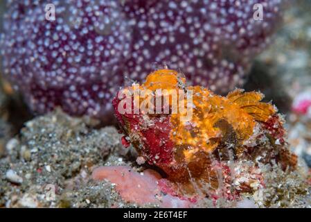 Scorfano. Lembeh Strait, Sulawesi del Nord, Indonesia. Foto Stock