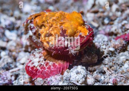 Scorfano. Lembeh Strait, Sulawesi del Nord, Indonesia. Foto Stock