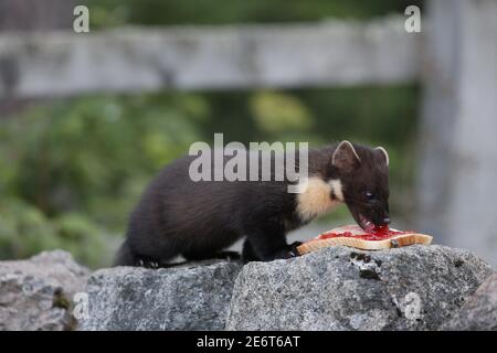 Pine Marten mangiare marmellata sandwich Foto Stock