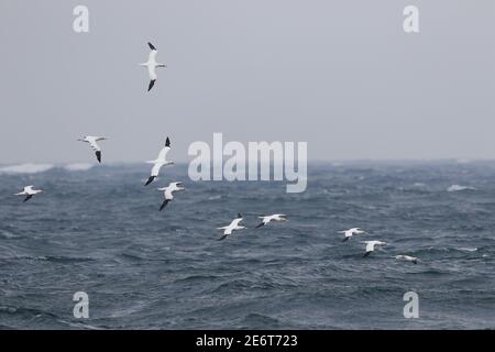 Gannet settentrionale, Morus fagana, si affollano in volo sul mare Foto Stock