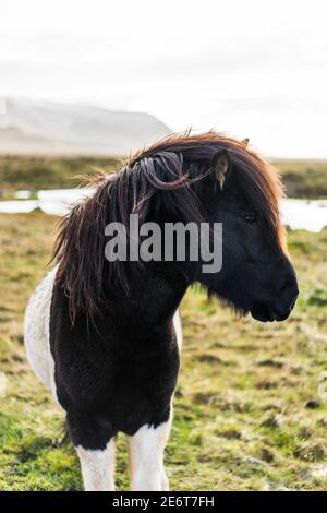 Cavalli islandesi in campo vicino Akranes, Islanda, Europa Foto Stock