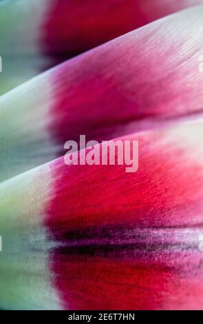 Macro shot di petali da un tulipano Foto Stock