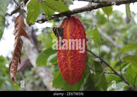 Frutto dell'albero di cacao in Ecuador Foto Stock