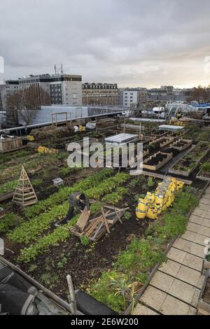 Francia, Parigi, centro di distribuzione della posta Paris-la Chapelle (18° arrondissement), vincitori dell'invito a presentare progetti della città di Parigi (Parisculteurs) 6 postini dell'associazione Facteur Graine hanno istituito un'azienda agricola urbana in permaculture sul tetto di 400 m2 del Centro di distribuzione della posta) Foto Stock