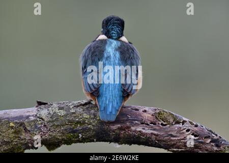 Francia, Doubs, uccello, animale selvatico, Coraciiforme, Martin pescatore europeo (Alcedo atthis) Foto Stock