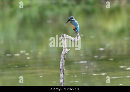 Francia, Doubs, uccello, animale selvatico, Coraciiforme, Martin pescatore europeo (Alcedo atthis) Foto Stock