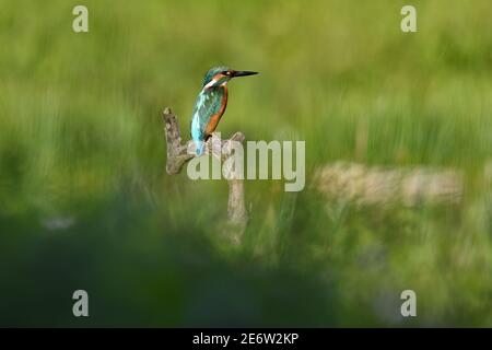 Francia, Doubs, uccello, animale selvatico, Coraciiforme, Martin pescatore europeo (Alcedo atthis) Foto Stock