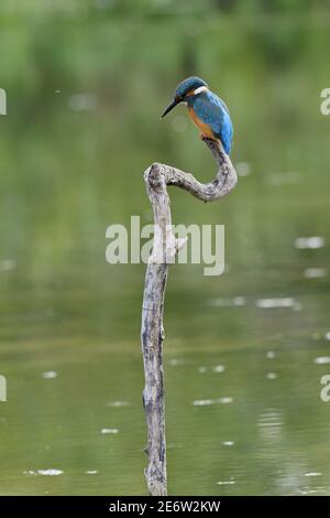 Francia, Doubs, uccello, animale selvatico, Coraciiforme, Martin pescatore europeo (Alcedo atthis) Foto Stock