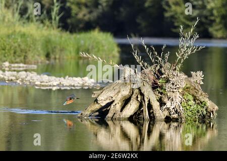 Francia, Doubs, uccello, animale selvatico, Coraciiforme, Martin pescatore europeo (Alcedo atthis) Foto Stock