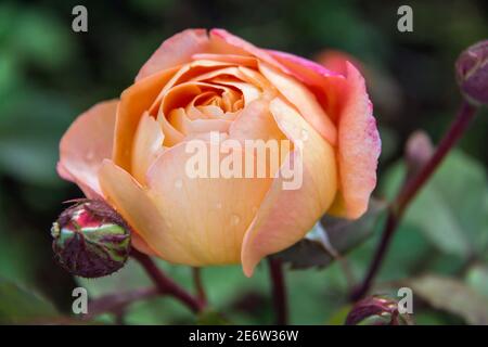 Primo piano di giardino rosa Lady Emma Hamilton Foto Stock