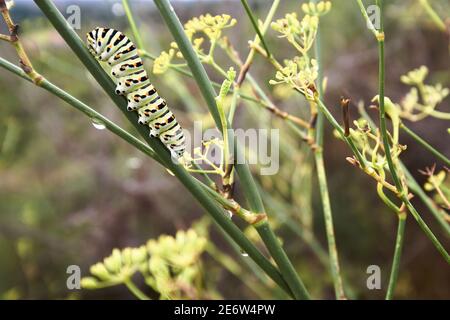 Francia, Gard, Beaucaire, common Swallowtail caterpillar (Papilio machaon) su finocchio selvatico Foto Stock